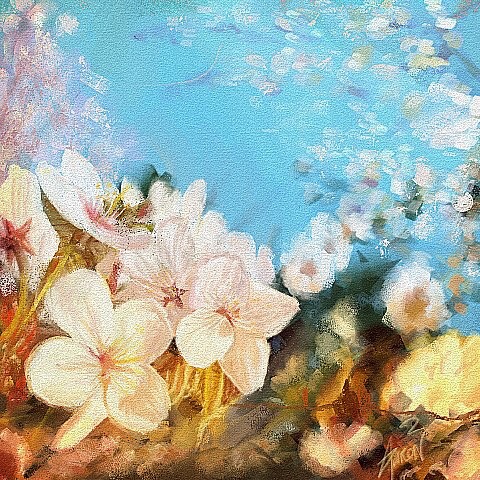 Cherry blossoms 21